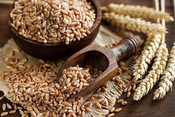 Triticum spelta