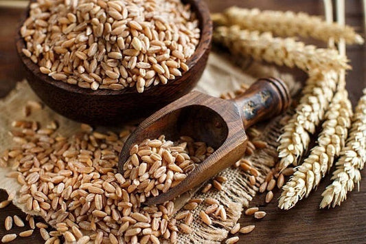 Triticum spelta